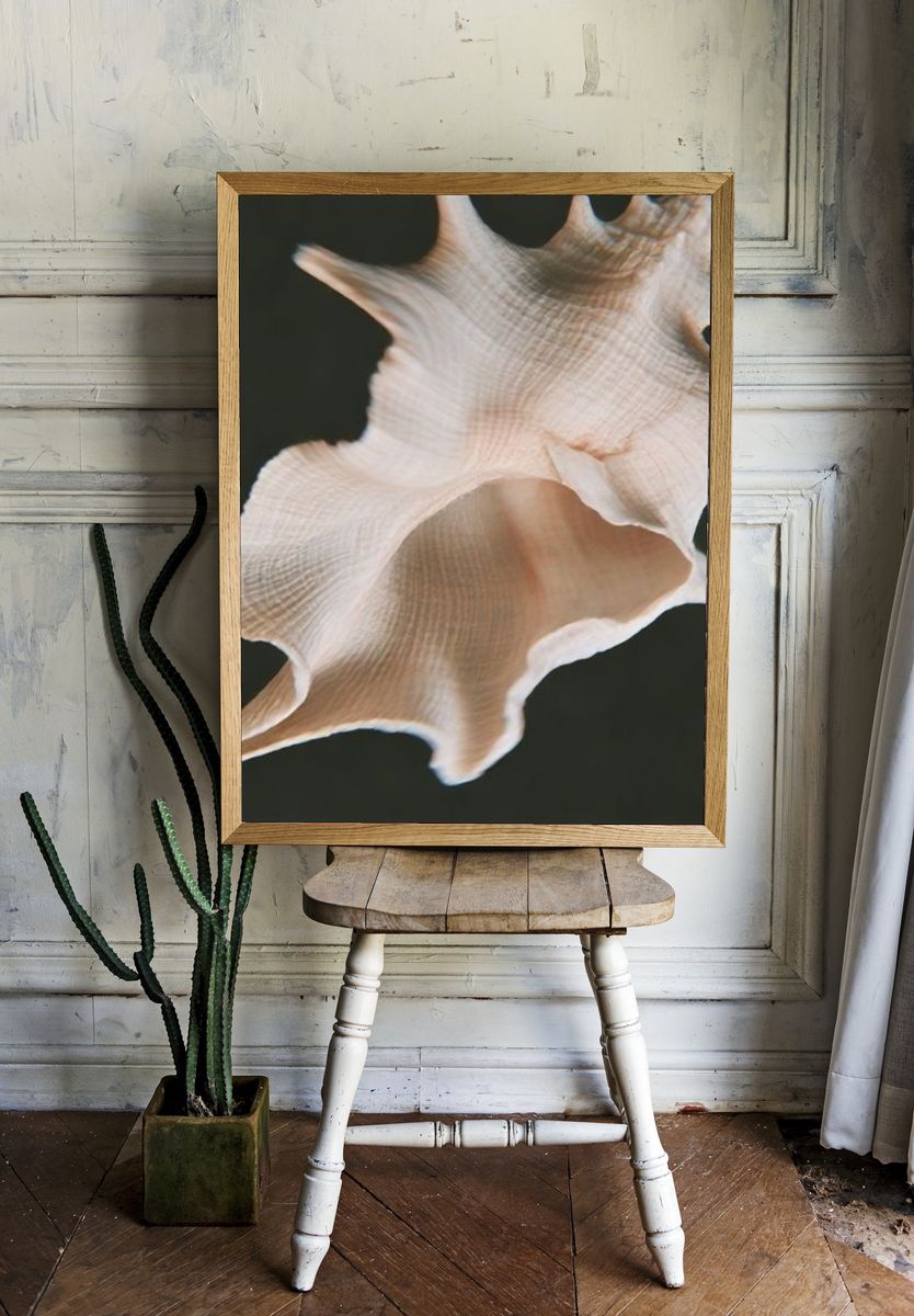Seashell Close-Up Photography Poster. — room view 1