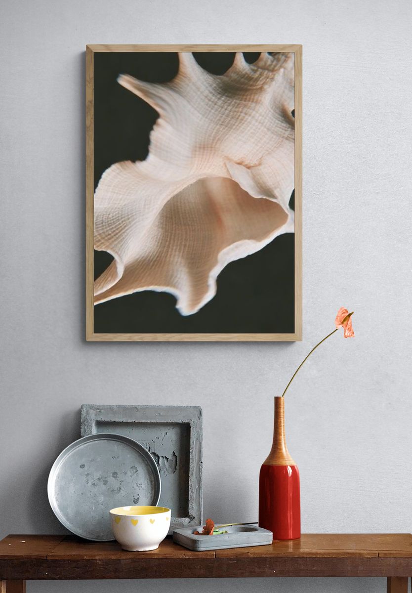 Seashell Close-Up Photography Poster. — room view 3