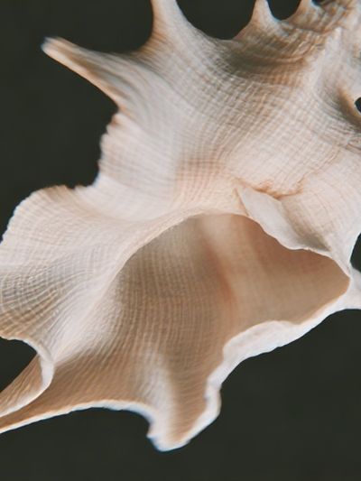 Seashell Close-Up Photography Poster. poster