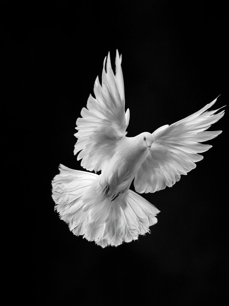 White Dove in Flight Photography Poster. poster detail