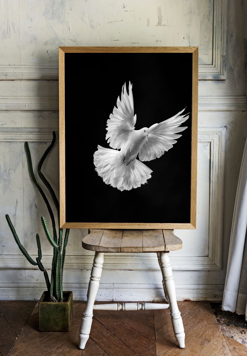 White Dove in Flight Photography Poster. room preview