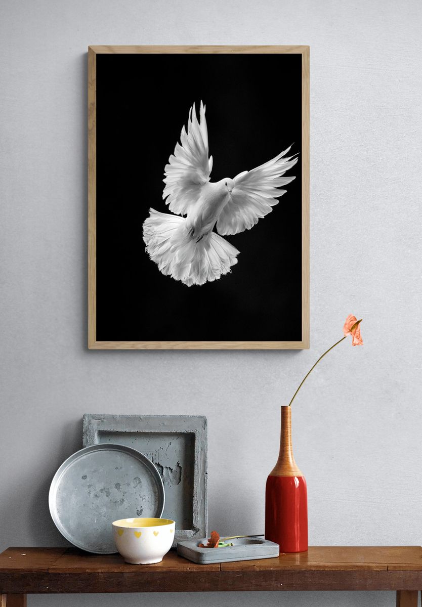 White Dove in Flight Photography Poster. — room view 3