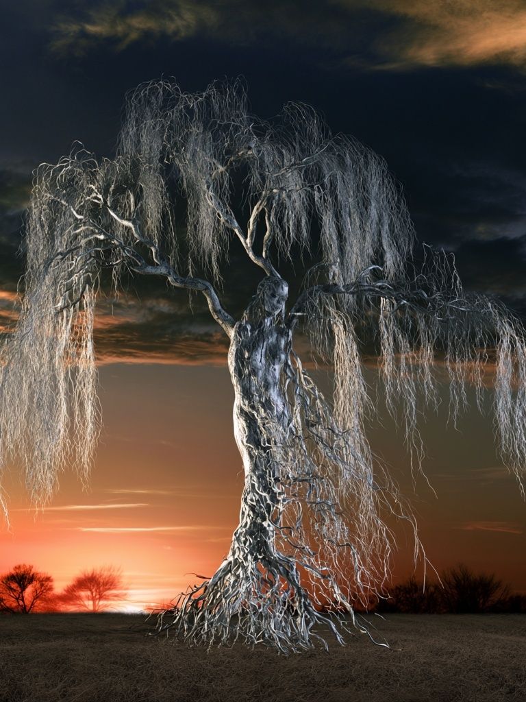 Twilight Willow Tree Photography Poster. poster detail