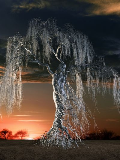 Twilight Willow Tree Photography Poster. poster
