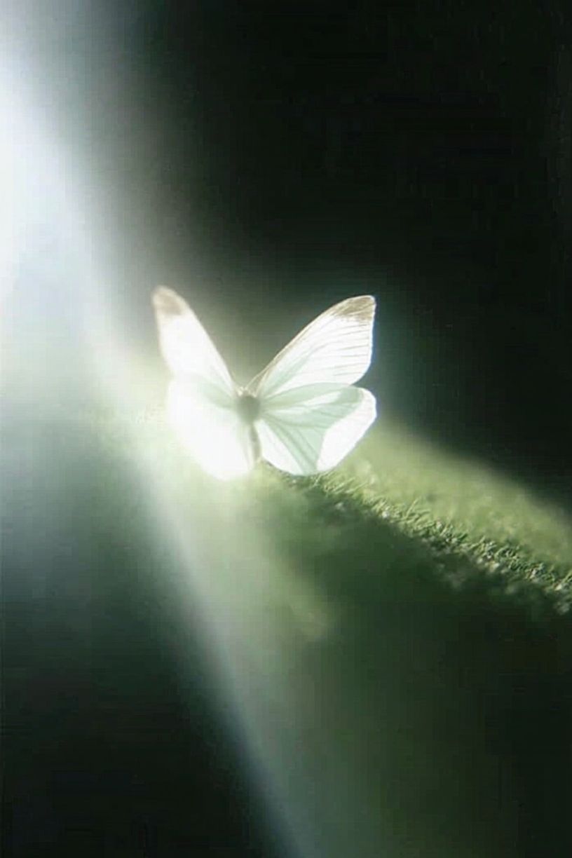 Butterfly Lightbeam Photography Poster. poster — photography art