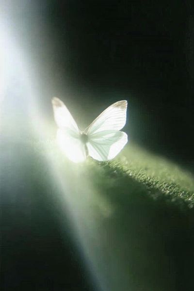 Butterfly Lightbeam Photography Poster. poster