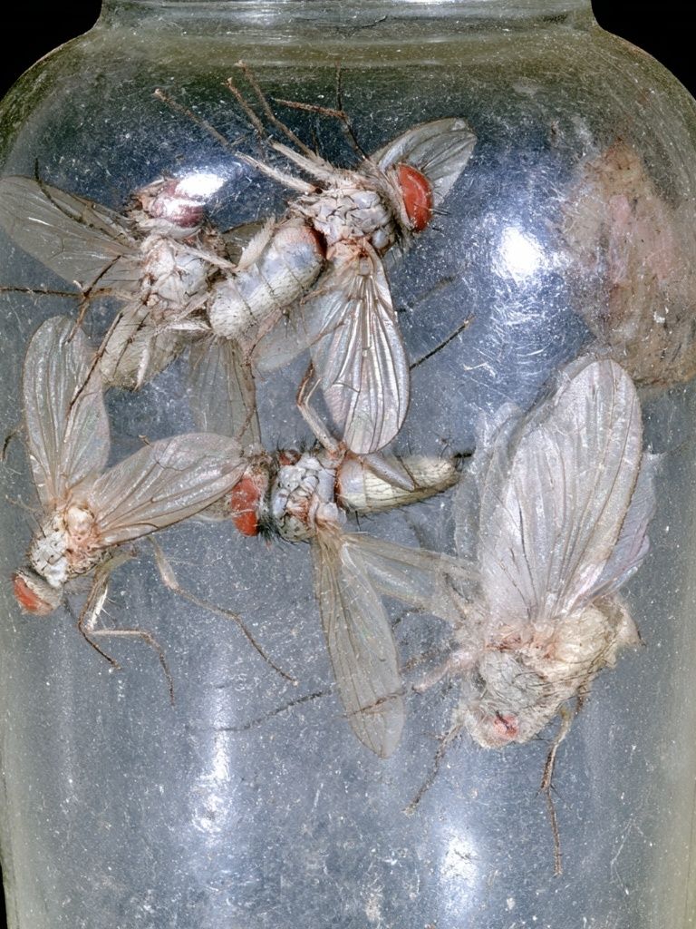 Pinned Flies Specimen Photography Poster. poster — photography art