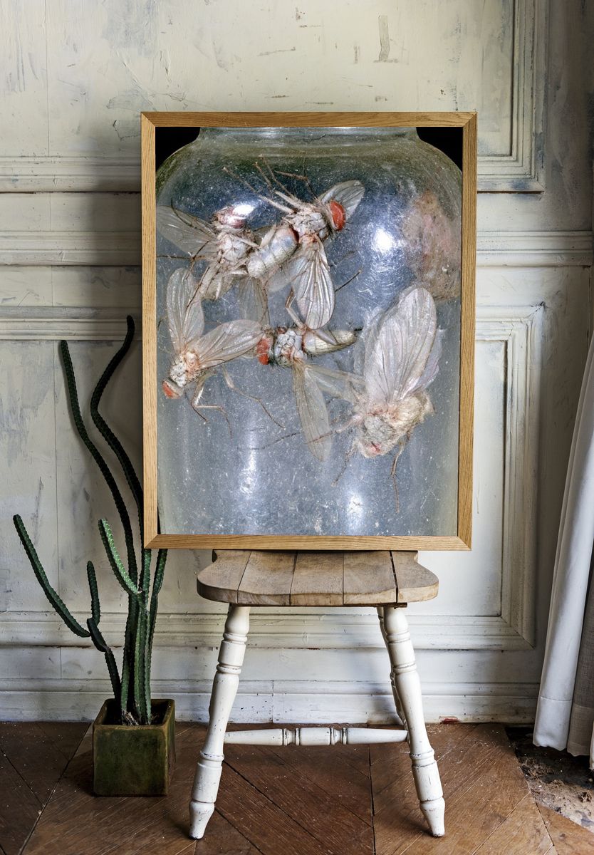 Pinned Flies Specimen Photography Poster. room preview