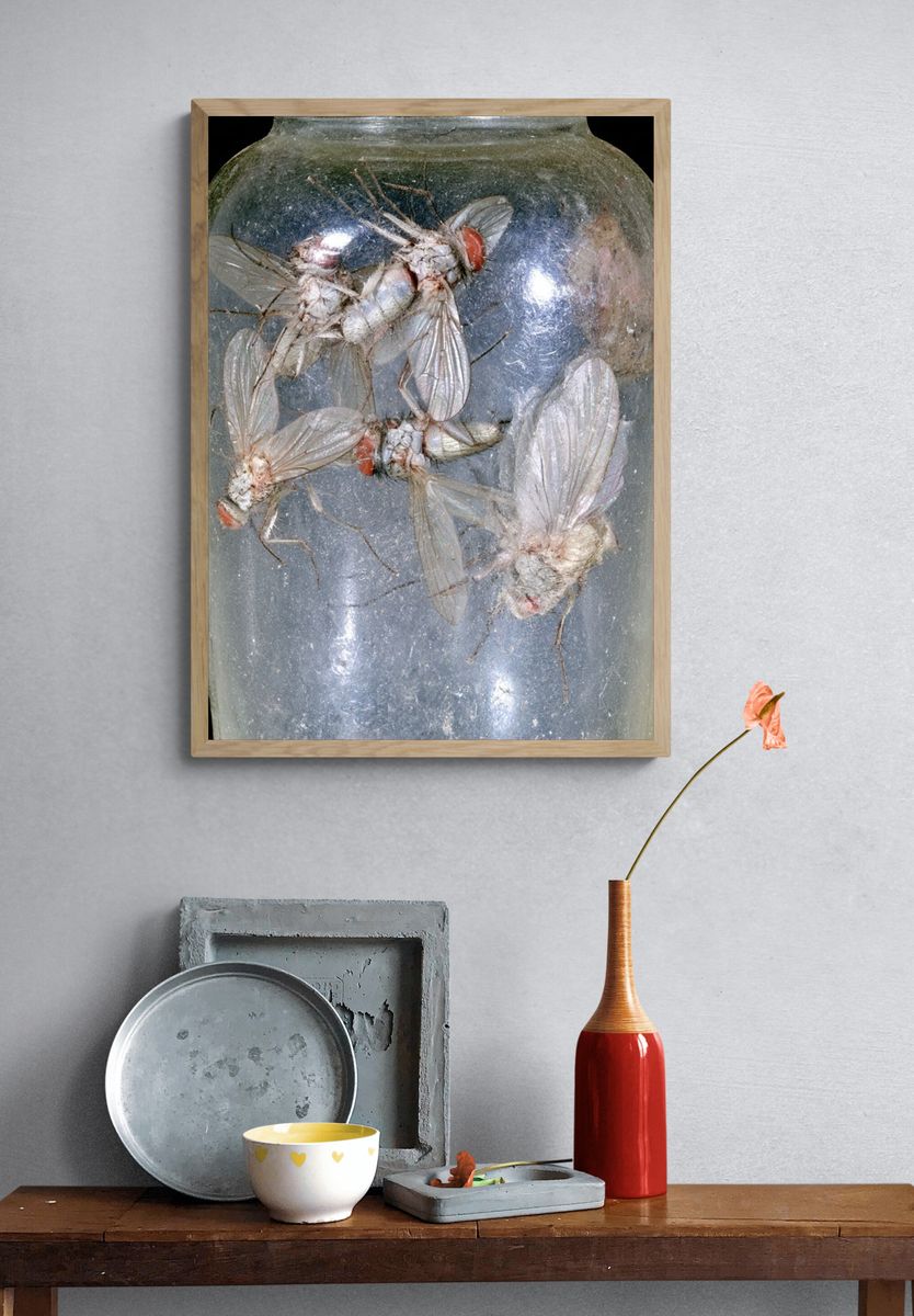 Pinned Flies Specimen Photography Poster. — room view 3