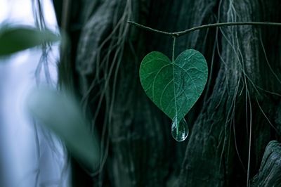 Heart Leaf Dew Photography Poster. poster