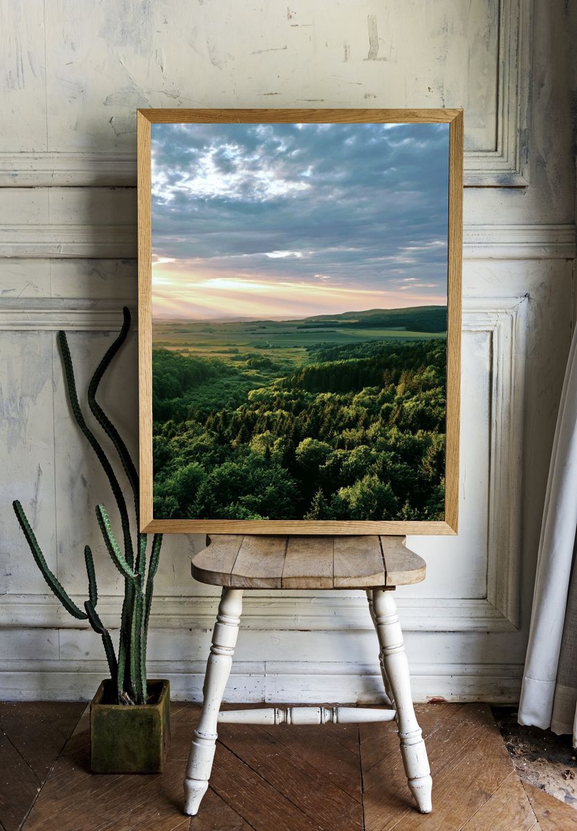 Sunlit Forest Valley Photography Poster. room preview