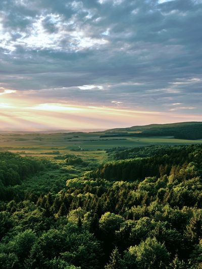 Sunlit Forest Valley Photography Poster.