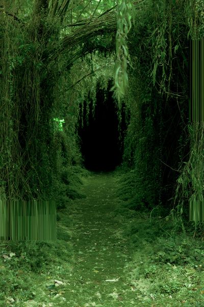 Enchanted Forest Path Photography Poster.