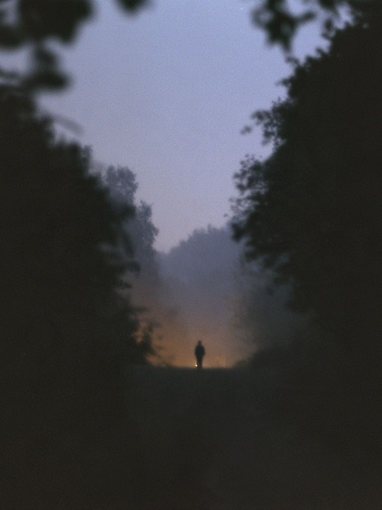 Misty Forest Dawn Silhouette Poster. poster — photography art