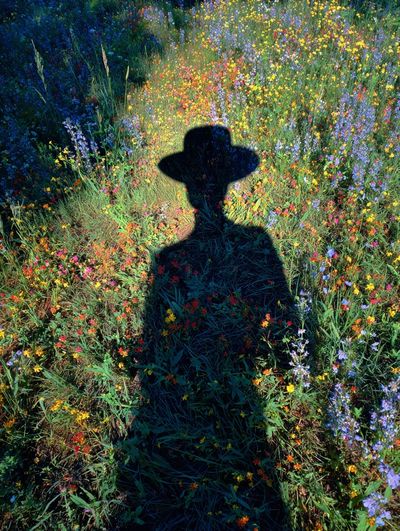 Wildflower Shadow Photography Poster. poster print