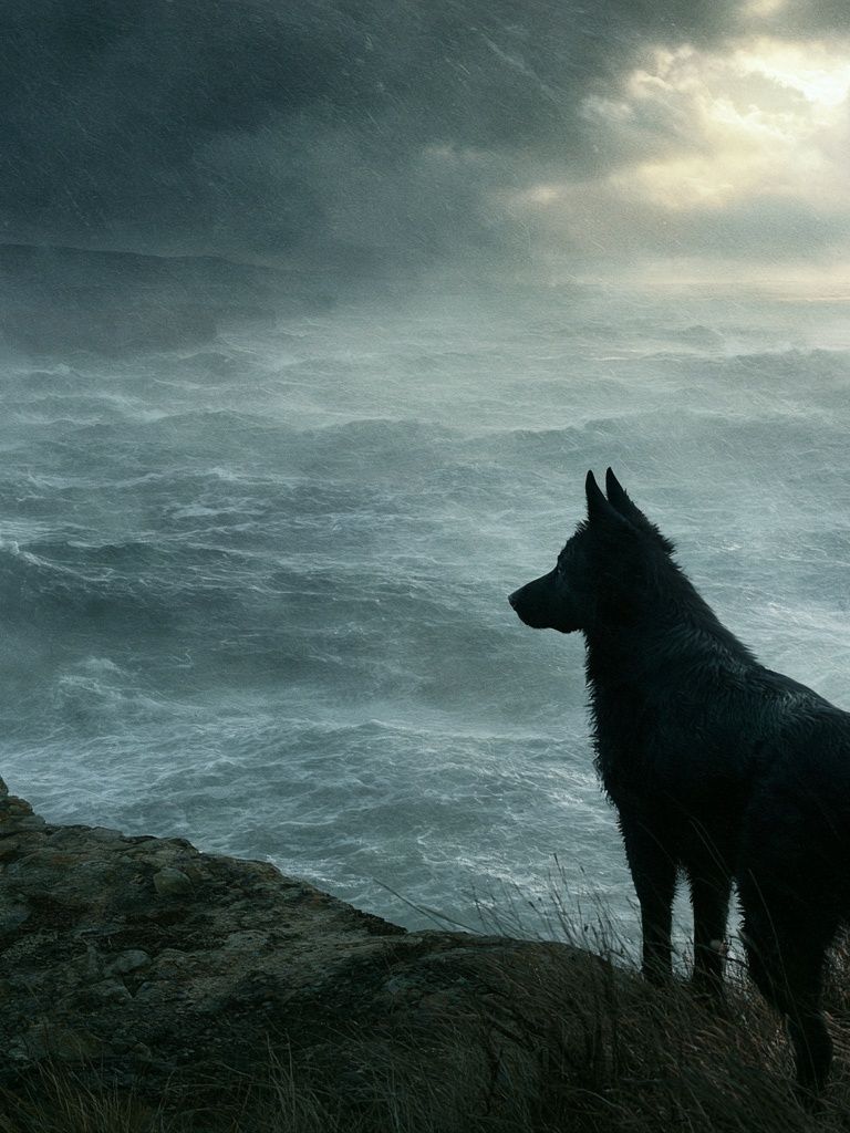 Stormy Coast Dog Photography Poster. poster detail