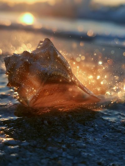 Seashell at Sunset Photography Poster.