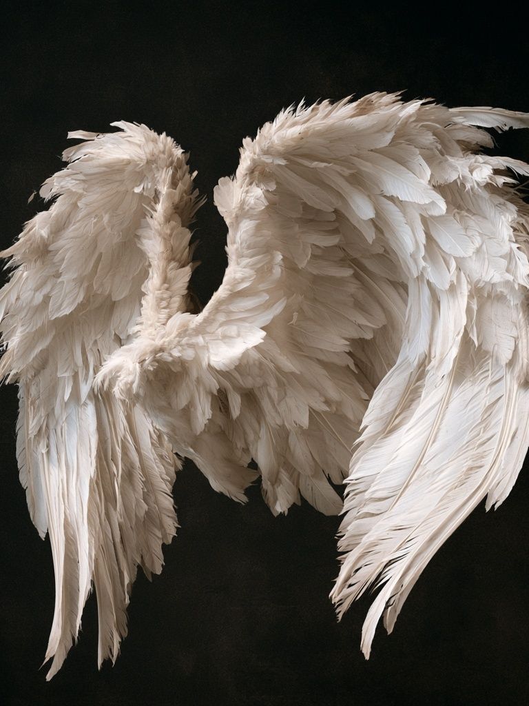 Fallen Angel Wings Photography Poster. poster — photography art