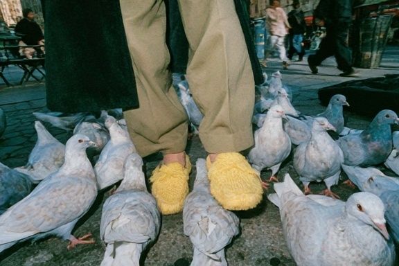 Pigeons and Yellow Slippers Photography Poster. poster — photography art