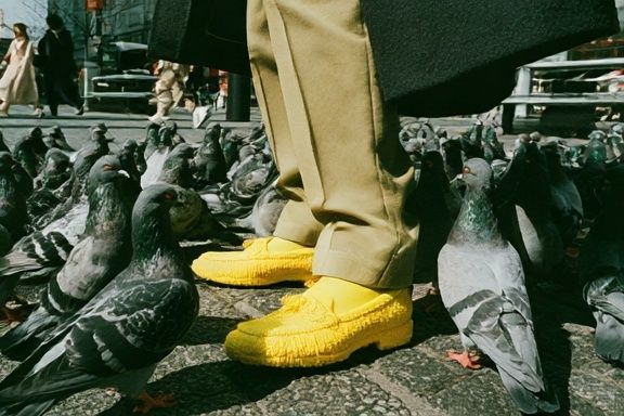 Pigeon Street Scene Photography Poster. poster detail