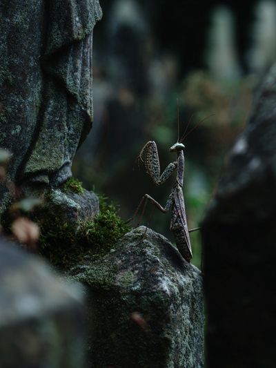 Praying Mantis in Mossy Forest Poster. poster