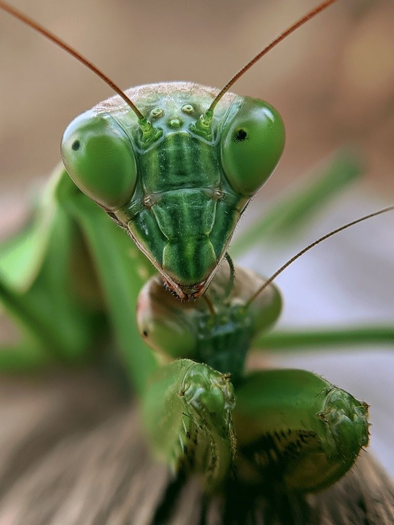 Praying Mantis Macro Photography Poster. poster detail