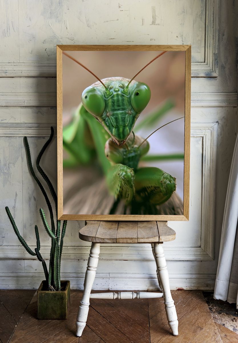 Praying Mantis Macro Photography Poster. — room view 1