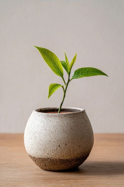 Minimal Potted Plant Photography Poster. poster