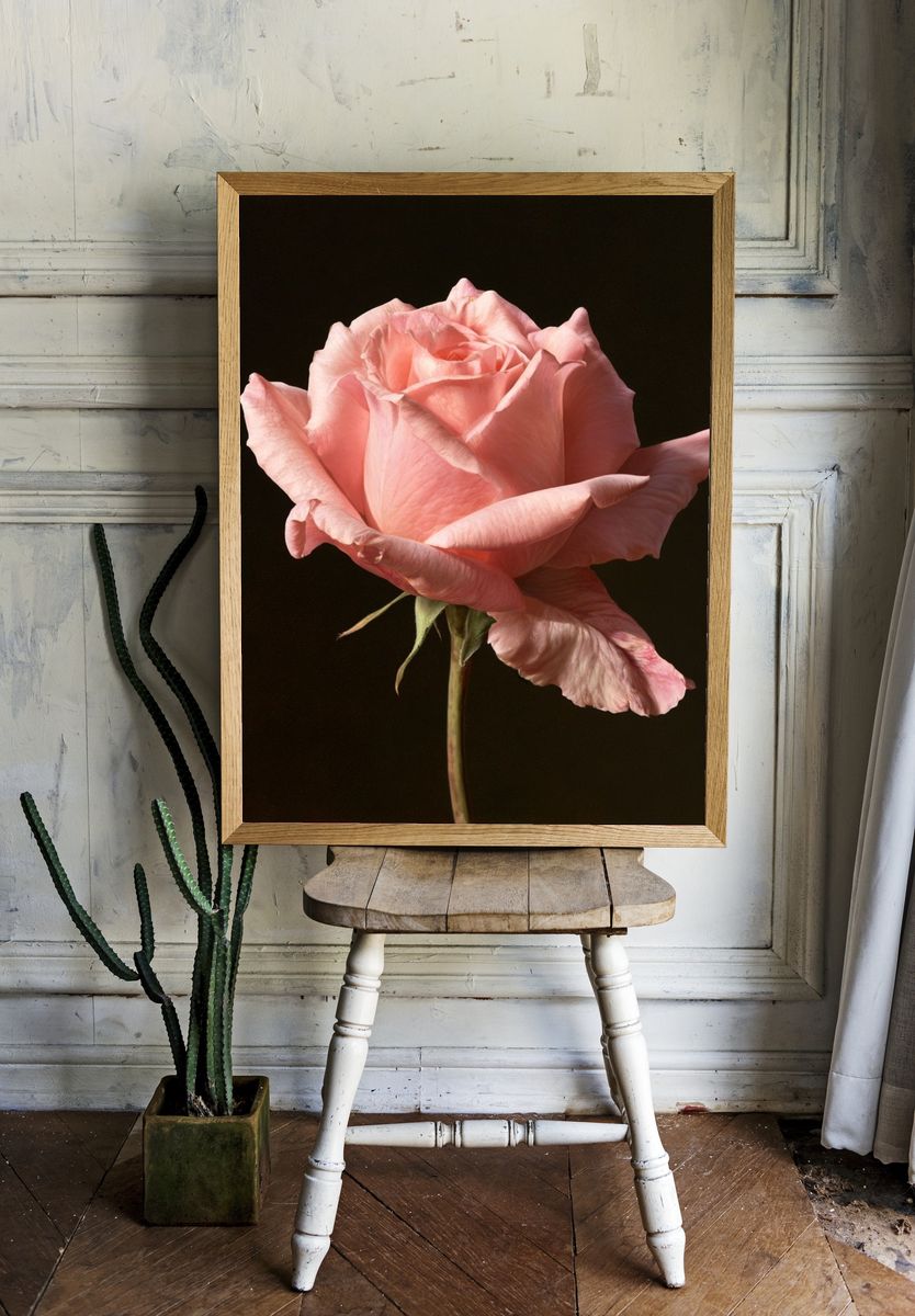 Pink Rose Photography Print. — room view 1