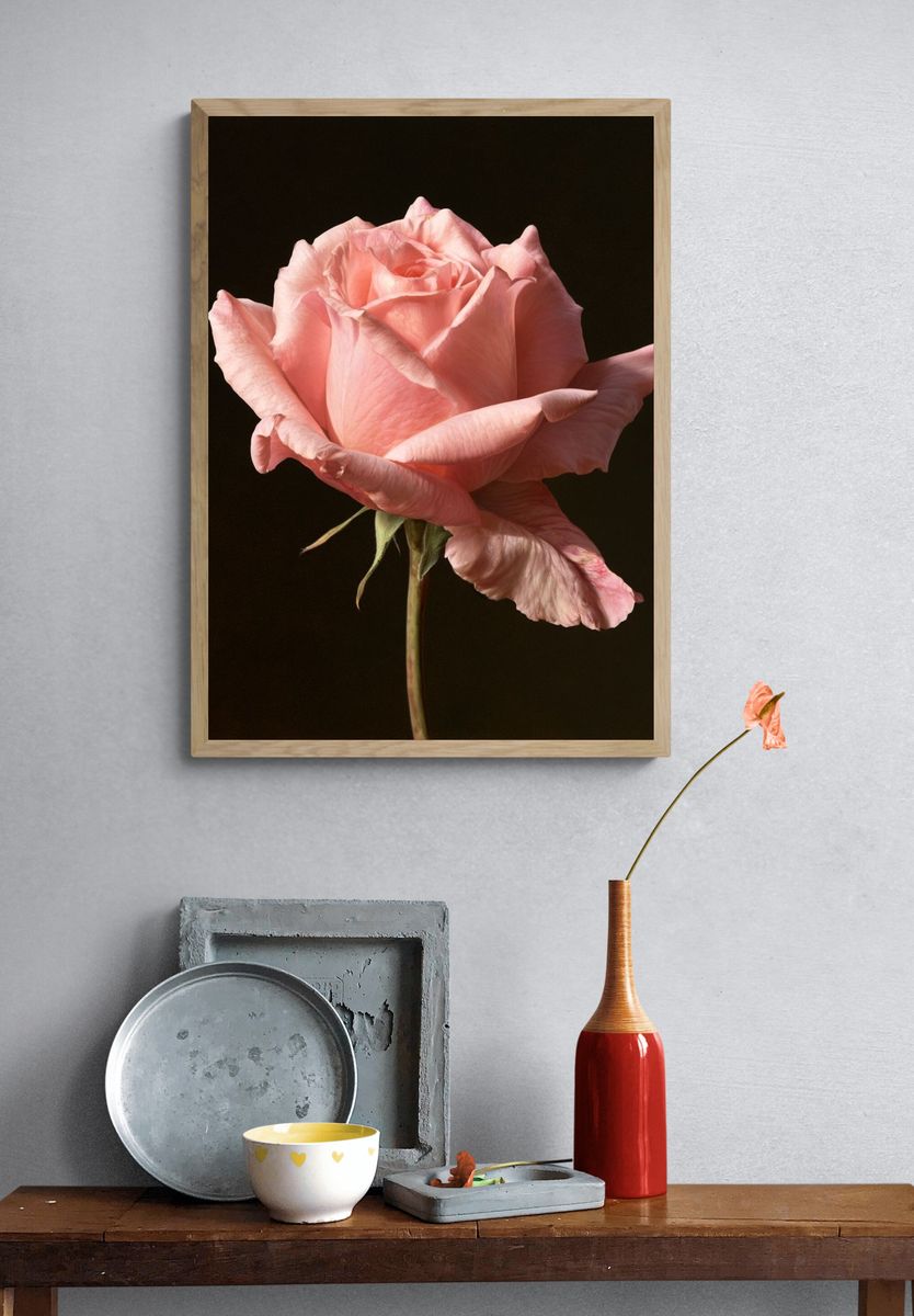 Pink Rose Photography Print. — room view 3