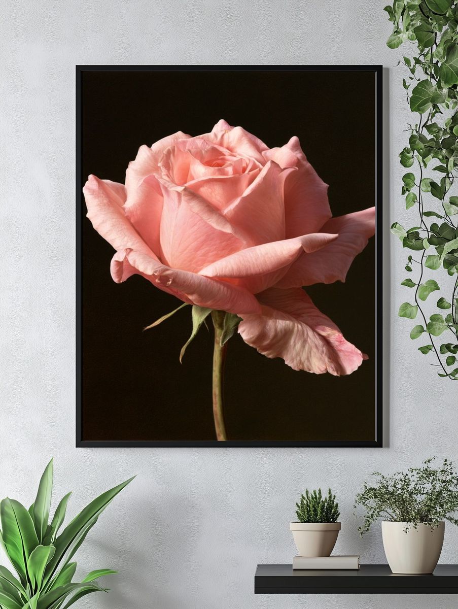 Pink Rose Photography Print. — room view 4