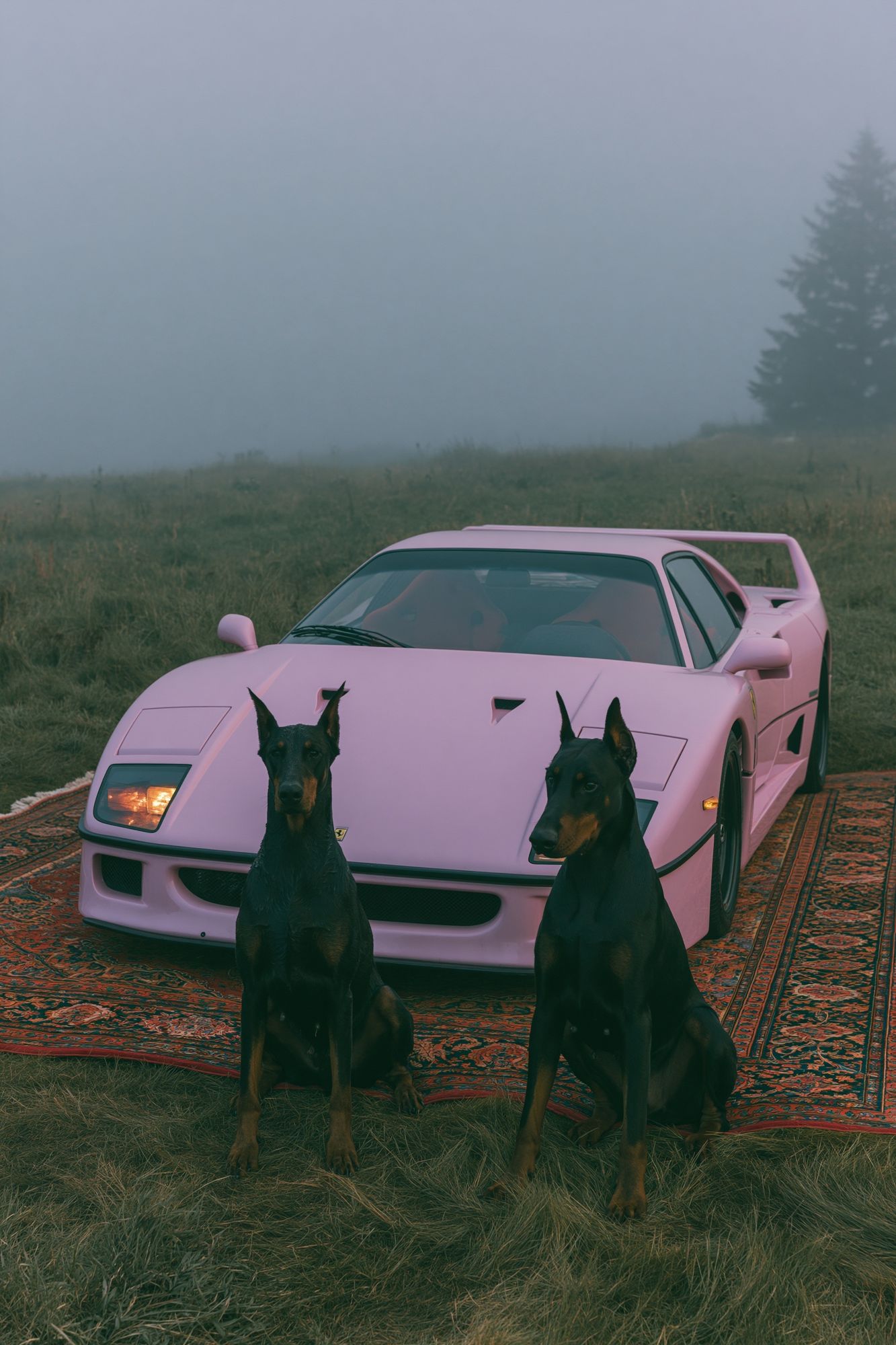 Pink Sports Car with Dobermans Poster. poster detail