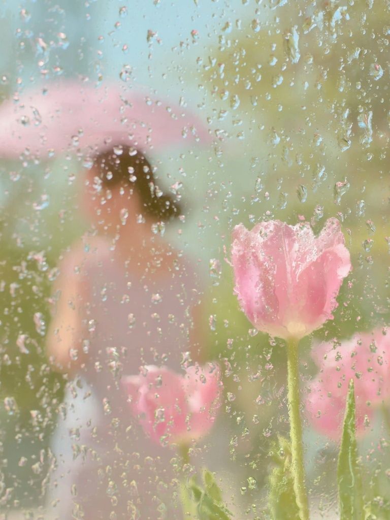 Pink Tulips Behind Rainy Glass Poster. poster detail