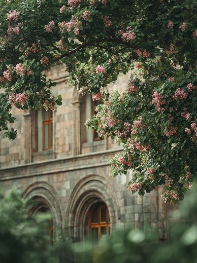 Blooming Tree by Historic Building — Photography Print. poster