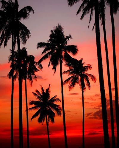 Palm Trees at Sunset Poster
