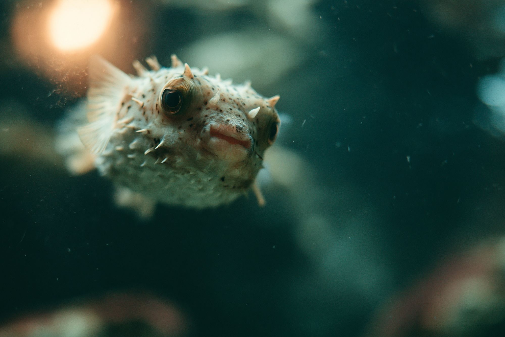 Pufferfish Underwater Photography Poster. poster — animals art