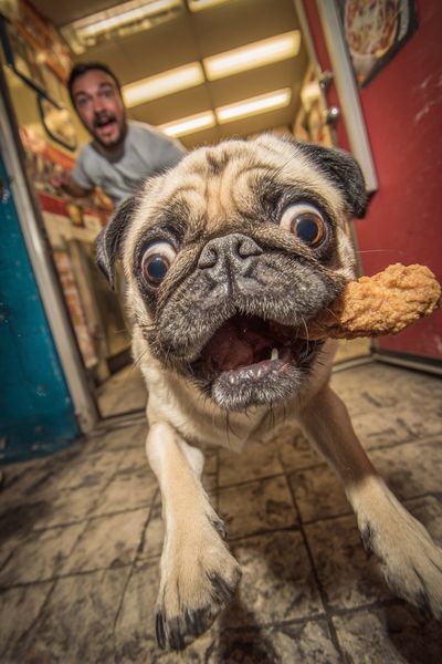 Excited Pug with Chicken — Funny Print. poster
