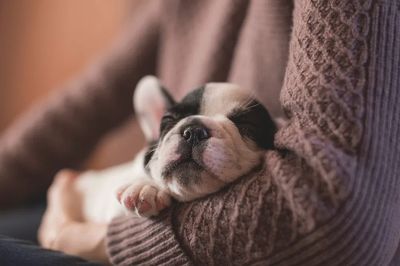 Sleeping Puppy — Photography Print. poster