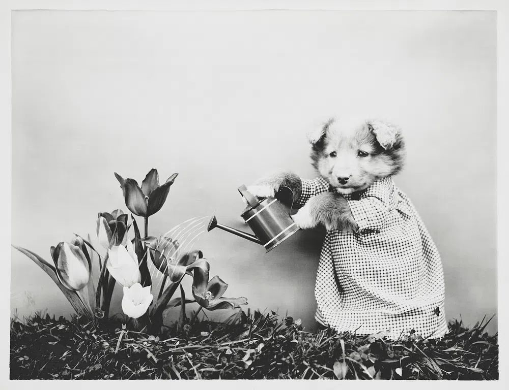Cute Puppy Watering Flowers — Photography Print. poster — animals art