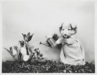 Cute Puppy Watering Flowers — Photography Print. poster