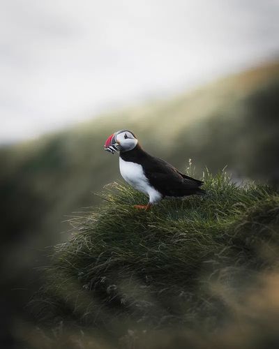 Puffin on Coastal Grass Poster. poster