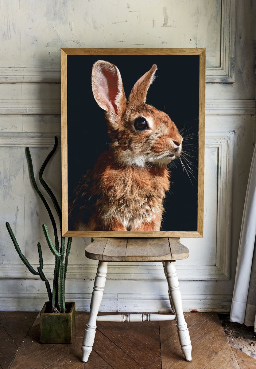 Rabbit Portrait Photography Poster. — room view 1
