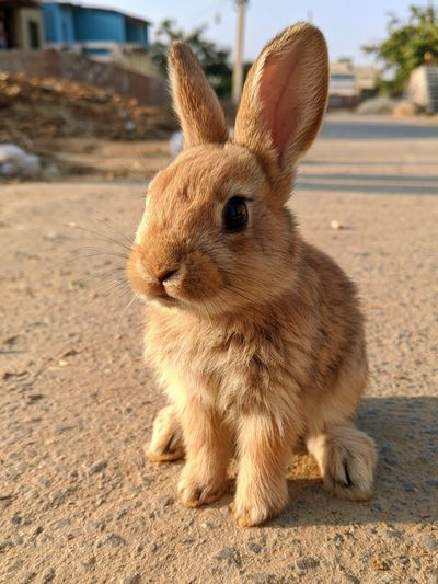 Baby Rabbit Photography Poster.
