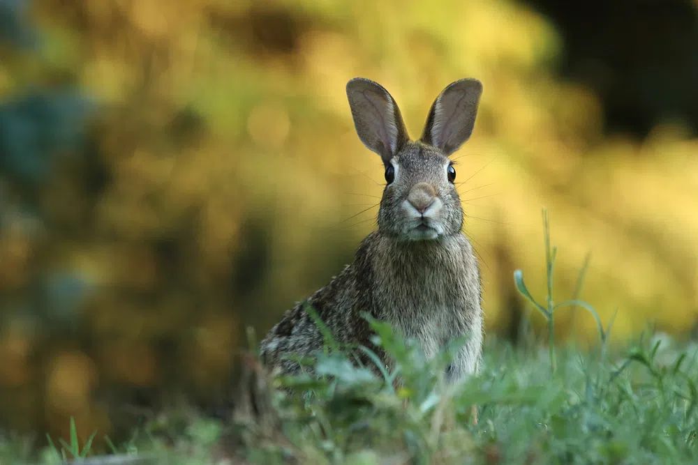 Curious Rabbit Photography Poster. poster — animals art