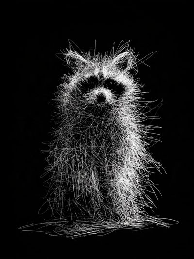 Raccoon Line Art Poster. poster