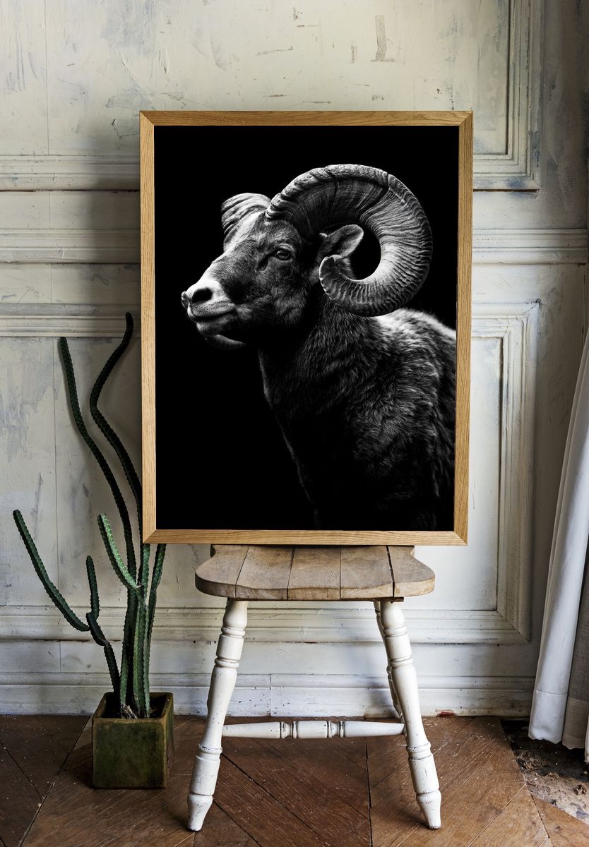 Ram Portrait Black-White Poster. — room view 1