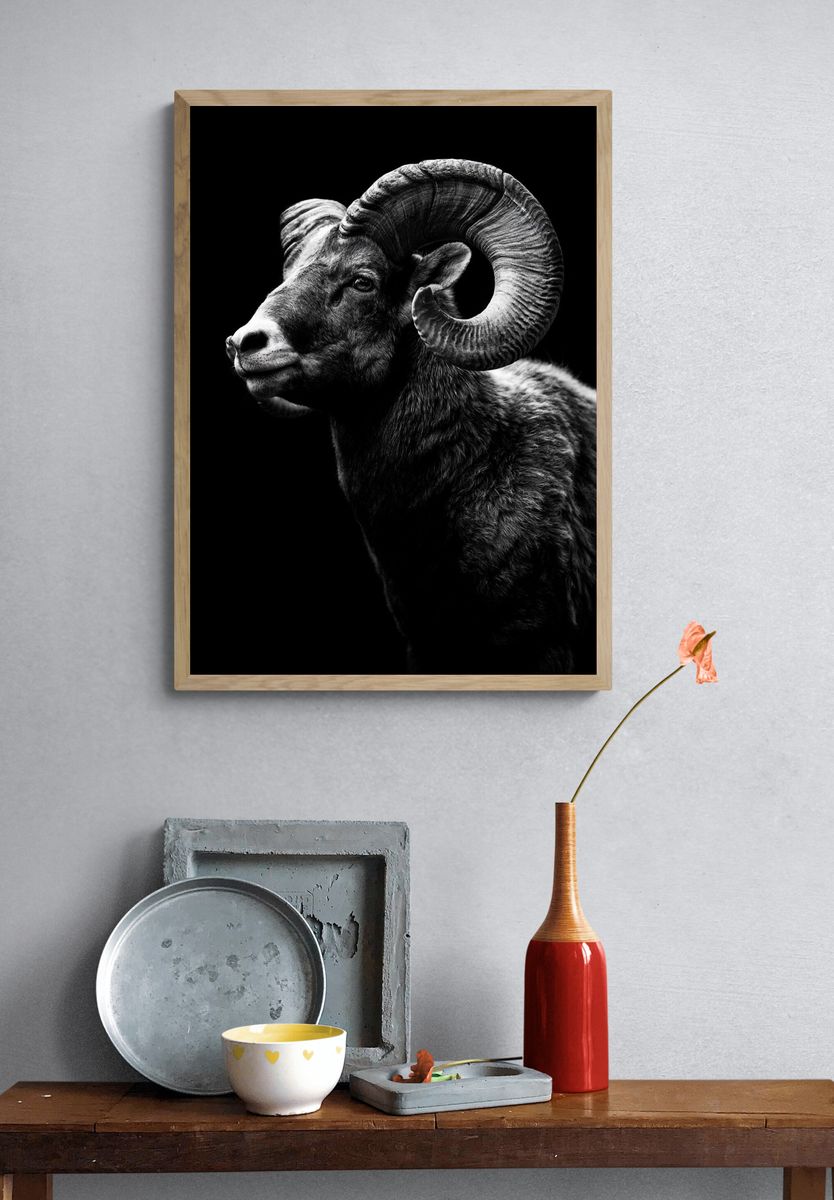 Ram Portrait Black-White Poster. — room view 3