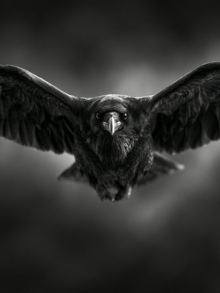 Raven in Flight Photography Poster. poster — animals art