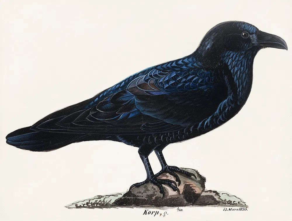 Raven Illustration Poster. poster — illustration art