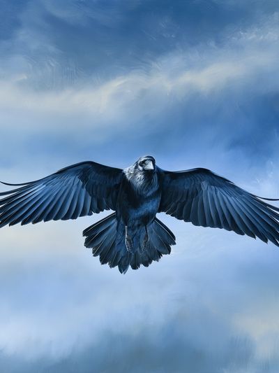 Soaring Raven Sky Poster. poster